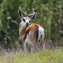 Springbok