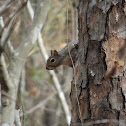 Eastern gray squirrel