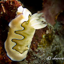 Co's Chromodoris