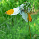 Orange Tip and Flower crab spider