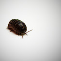 Woodlouse