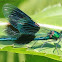 Banded Demoiselle