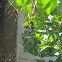 Black legged golden orb web