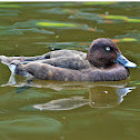 Hardhead or White-eyed Duck (male)