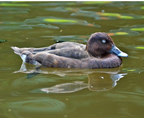 Spotting Image 1