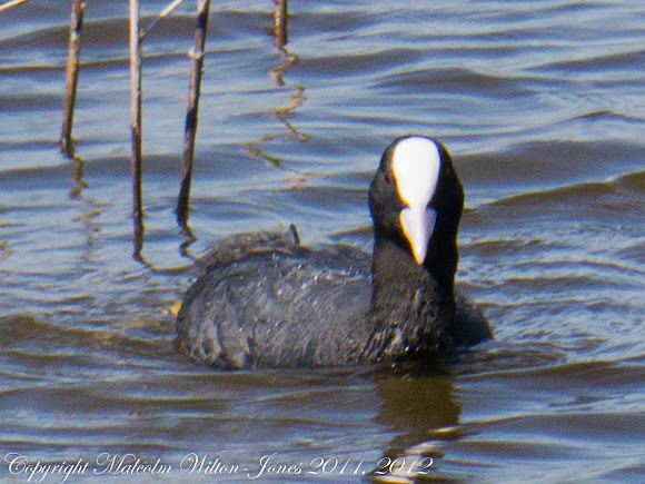 Spotting Image 1