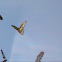 Black Swallowtail