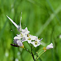 Green-veined White/Repičin belin