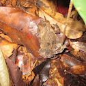 South American common toad