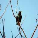 European Starling - Špaček obecný