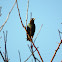 European Starling - Špaček obecný