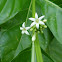 Noni