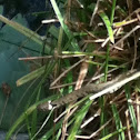 European grass snake