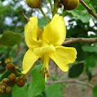 Catingueira
