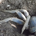 Cangrejo azul