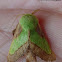 Smaller Parasa