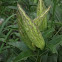 Milkweed