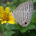 Common Cerulean