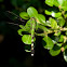 Green Darner
