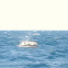 Delfin mular