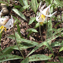 White Trout Lily