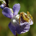 Crab Spider