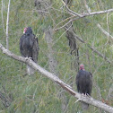Turkey Vulture