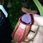 Pitcher plant