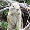 Wyoming Ground Squirel