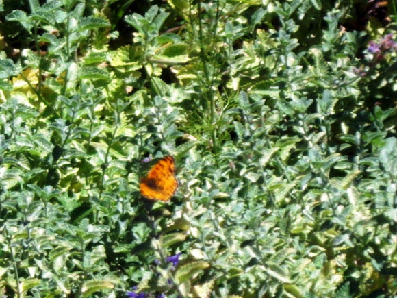 Spotting Image 1