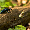 Blister beetle