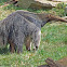 Giant anteater - Nashville Zoo