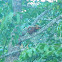 Red Giant Flying Squirrel