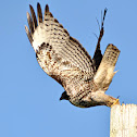Red-Tailed Hawk (juvenile)