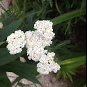 Yarrow