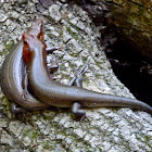 Broad-headed skinks (mating)