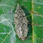Flat-headed conifer borer