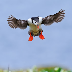 by Gorazd Golob - Animals Birds