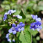 Forget-me-not