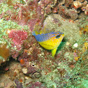 Bluelined Wrasse