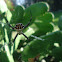 Araña de la cruz