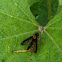 Gold Backed Snipe Fly