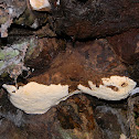 Annosum Root Rot