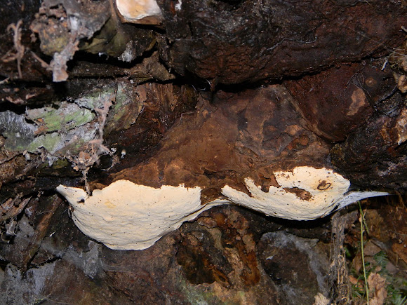 Spotting Image 1
