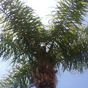 Palm tree