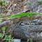 Green lizard