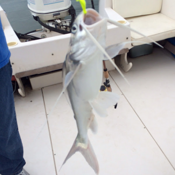 Gafftopsail Catfish Project Noah