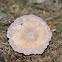 Unknown Mushroom