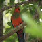 King parrot