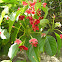 Rangoon Creeper
